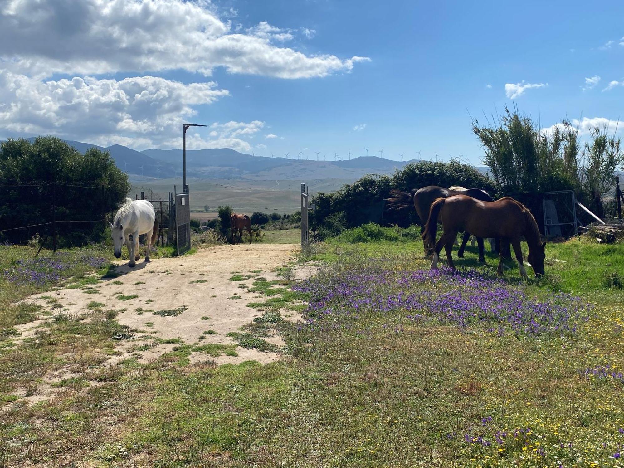 Rustic Cabin Tarifa 4 Guests 10 Minutes To Beach Экстерьер фото